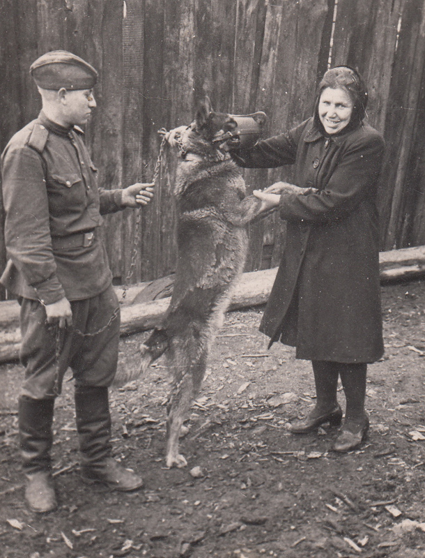 Передача собак в армию. Собаку передаёт Понасюк Мария. Тополевый переулок, 1944 год